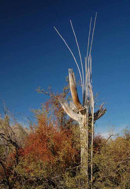 a Saguaro skeleton